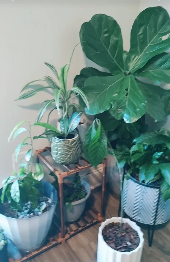 Corner plant arrangement with fiddle leaf fig and layered indoor planters.