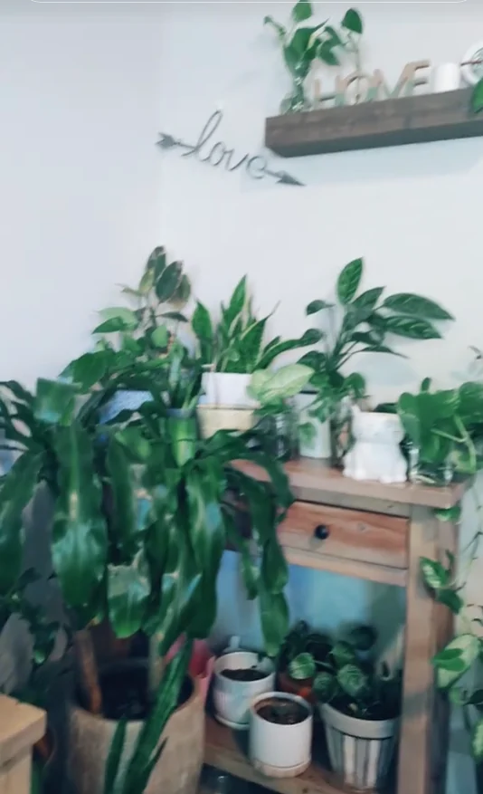 Indoor plant shelf styled with greenery, wood textures, and calming home decor.